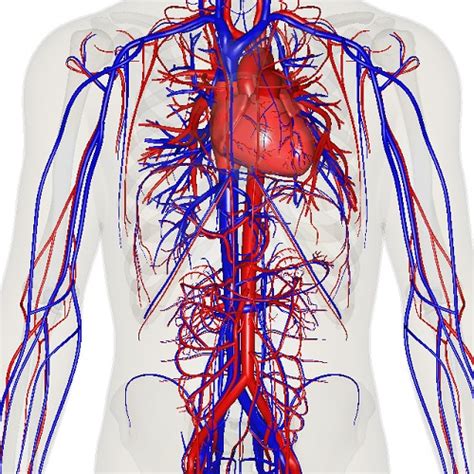 similar vein|similar veins meaning.